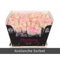ΤΡΙΑΝΤΑΦΥΛΛΑ ΡΟΖ 60εκ. ROSEN  AVALANCHE SORBET 60cm